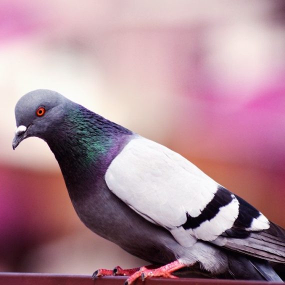 Birds, Pest Control in Streatham, SW16. Call Now! 020 8166 9746