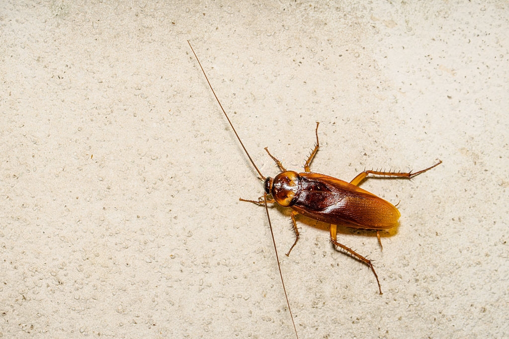 Cockroach Control, Pest Control in Streatham, SW16. Call Now 020 8166 9746