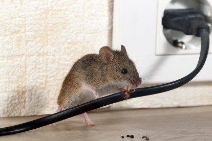 Pest Control in Streatham, SW16. Call Now! 020 8166 9746