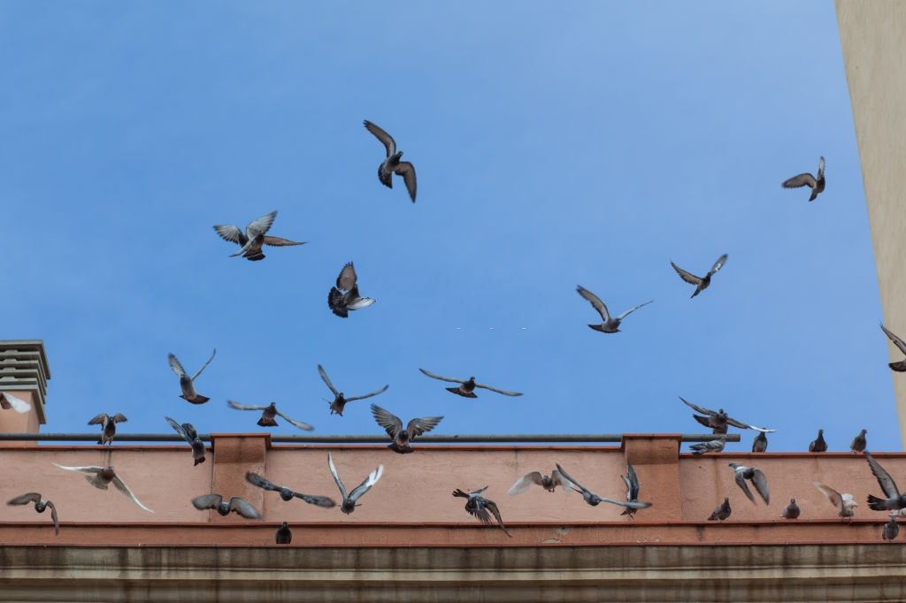 Pigeon Pest, Pest Control in Streatham, SW16. Call Now 020 8166 9746