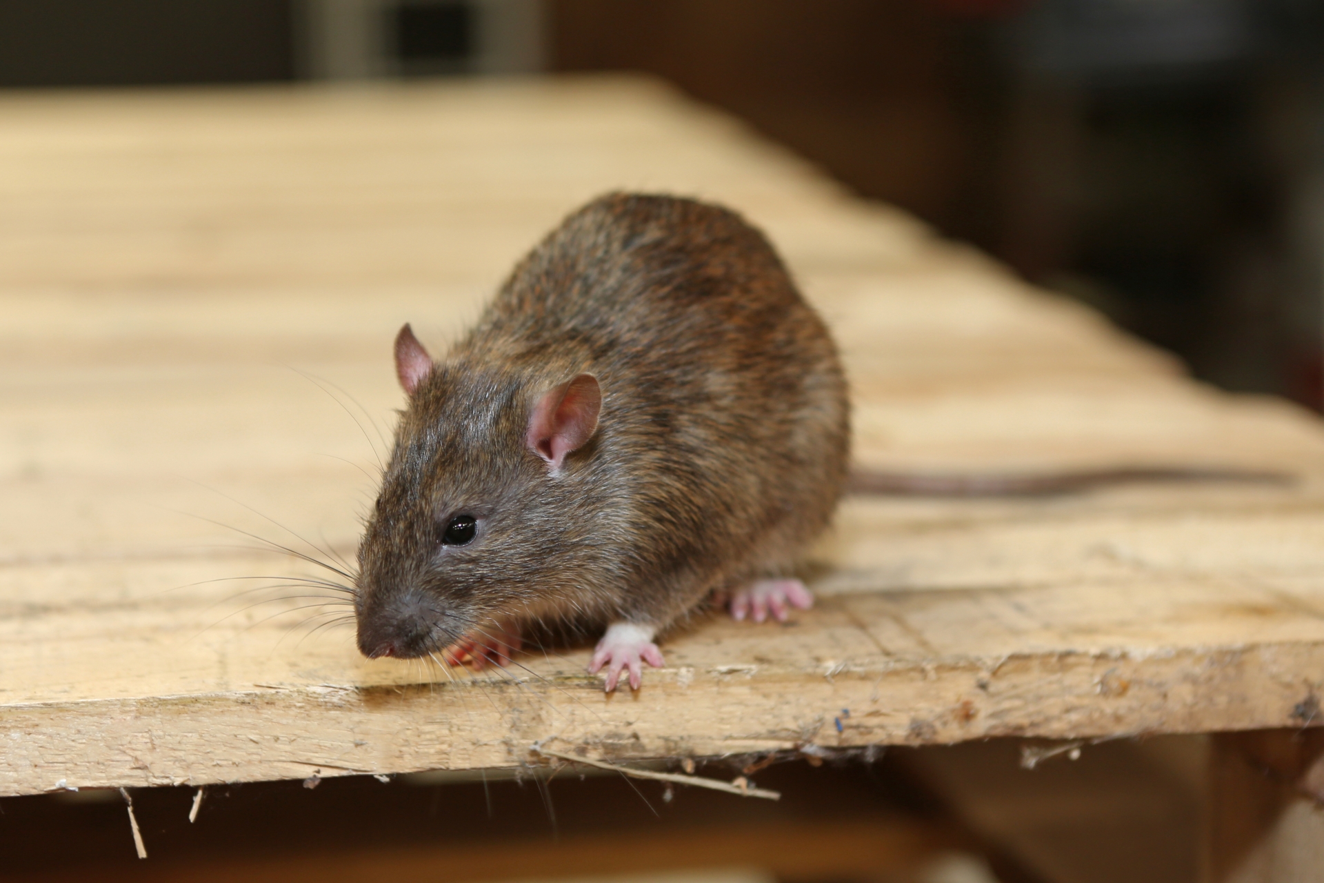 Rat Control, Pest Control in Streatham, SW16. Call Now 020 8166 9746