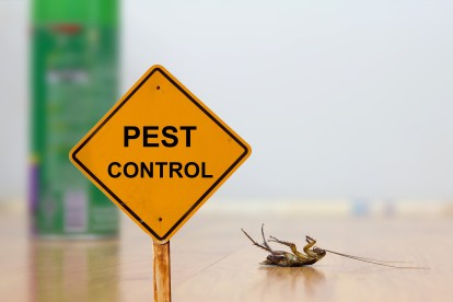 Pest Contol in Streatham, SW16. Call Now 020 8166 9746