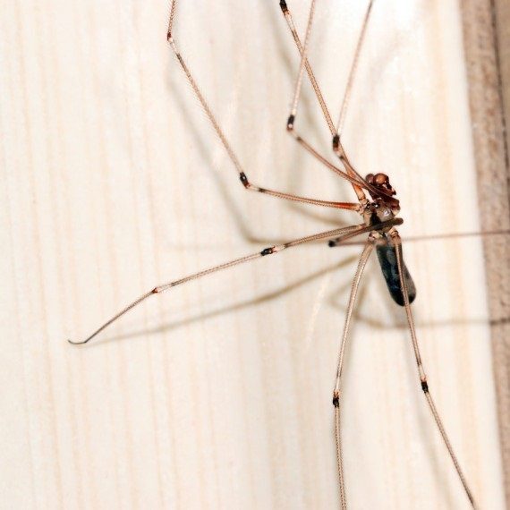 Spiders, Pest Control in Streatham, SW16. Call Now! 020 8166 9746