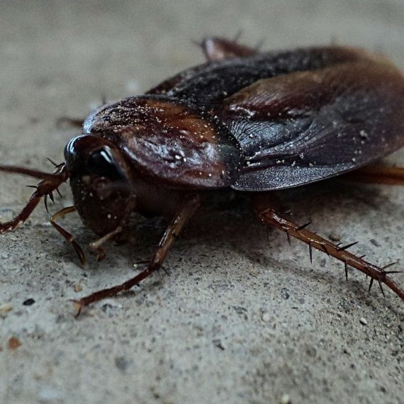 Cockroaches, Pest Control in Streatham, SW16. Call Now! 020 8166 9746