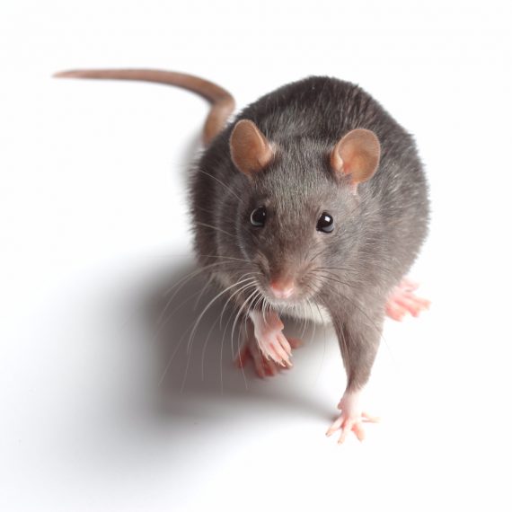Rats, Pest Control in Streatham, SW16. Call Now! 020 8166 9746