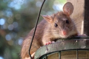 Rat Infestation, Pest Control in Streatham, SW16. Call Now 020 8166 9746