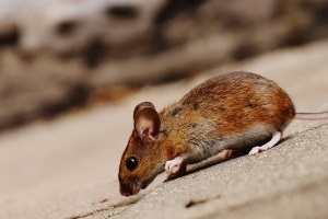 Mouse extermination, Pest Control in Streatham, SW16. Call Now 020 8166 9746