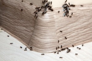 Ant Control, Pest Control in Streatham, SW16. Call Now 020 8166 9746