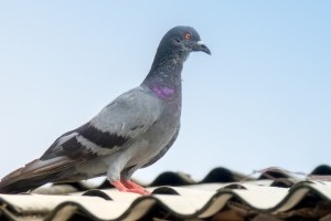 Pigeon Control, Pest Control in Streatham, SW16. Call Now 020 8166 9746