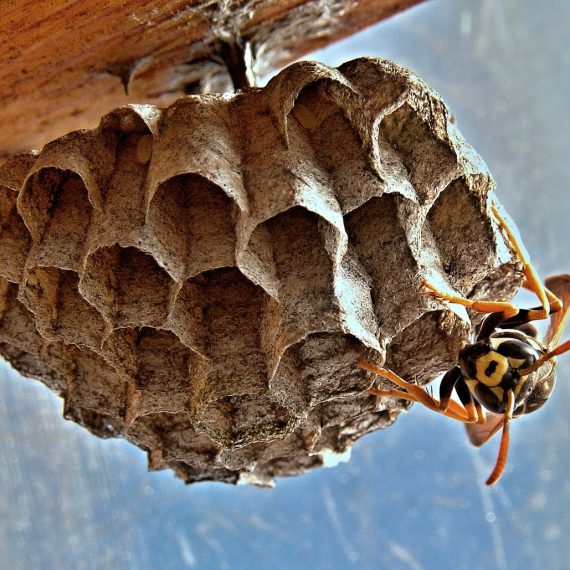 Wasps Nest, Pest Control in Streatham, SW16. Call Now! 020 8166 9746